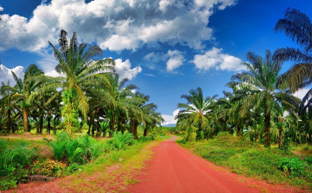 cambodia, plantation, countryside-6877978.jpg