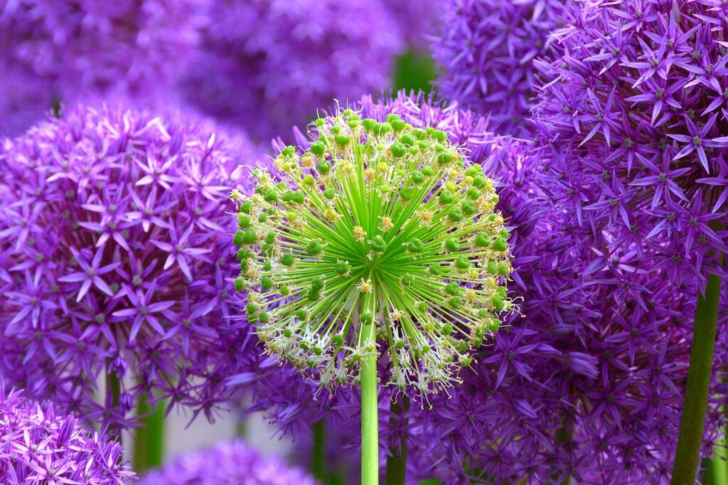 flowers, buds, giant allium-139356.jpg