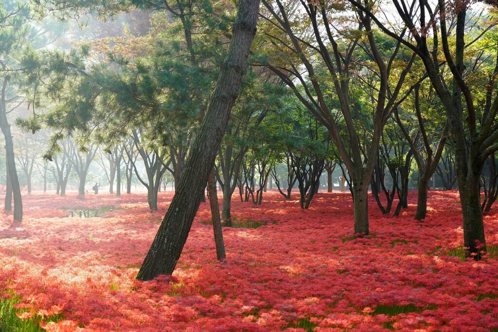 flowers, trees, park-4508329.jpg