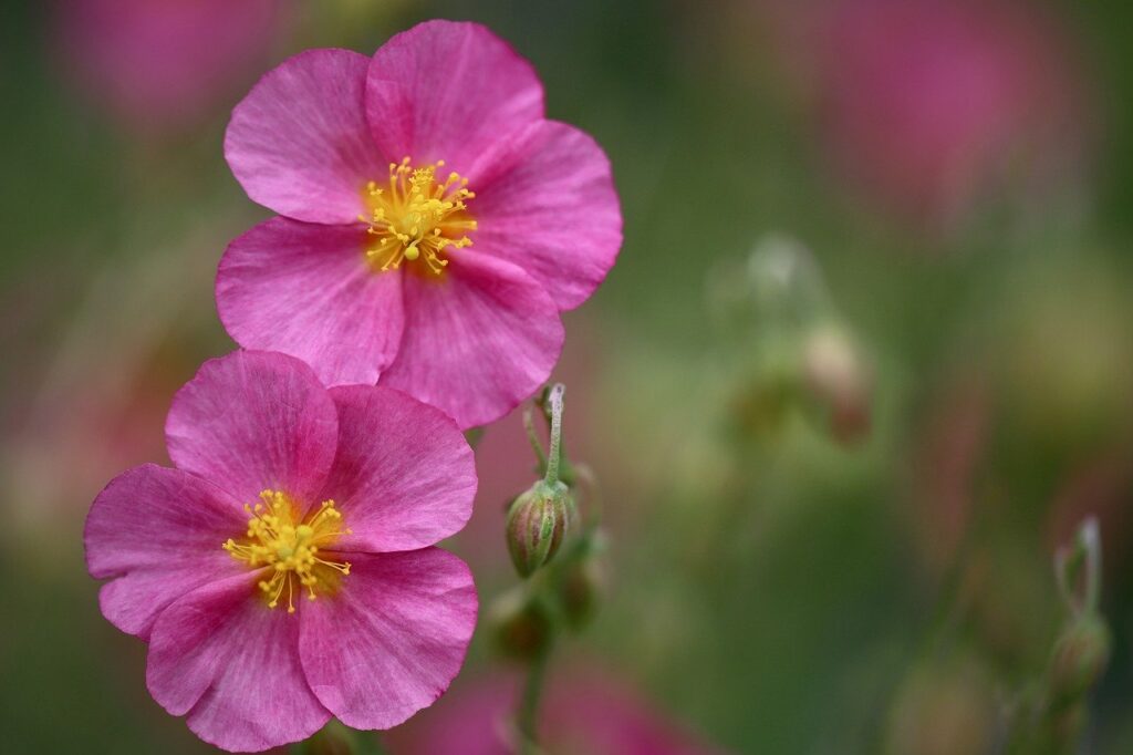 sonnenröschen, helianthemum, rosa blüten-8805675.jpg