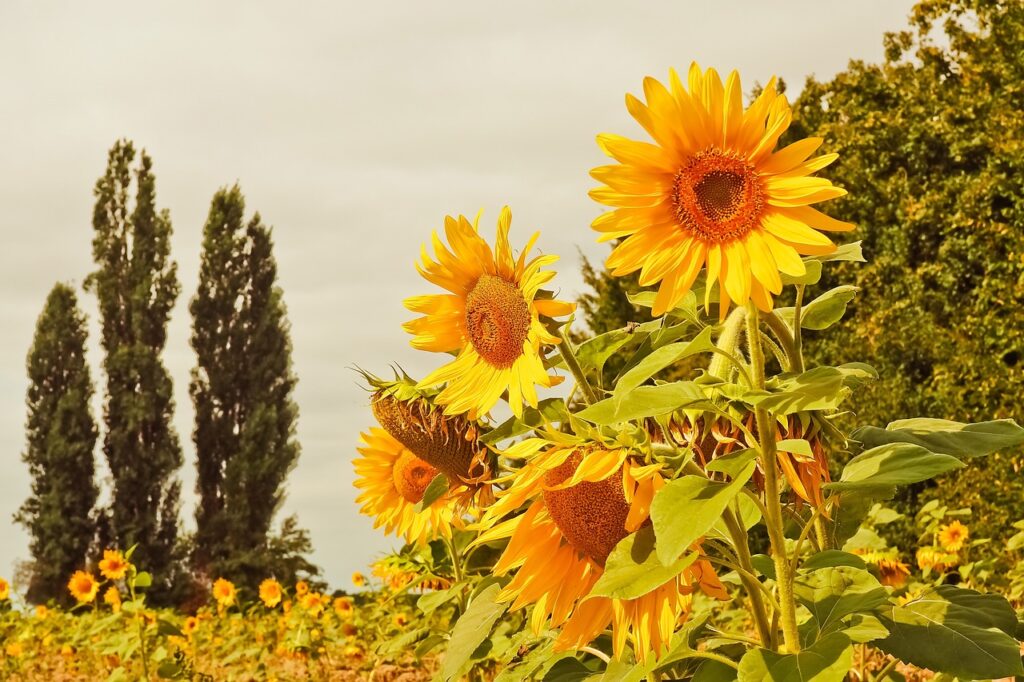 sunflowers, garden, yellow flowers-3623331.jpg