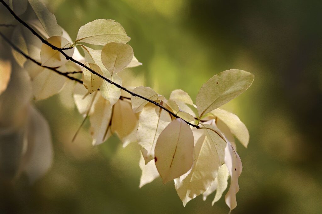 leaves, plant, sprig-8331562.jpg