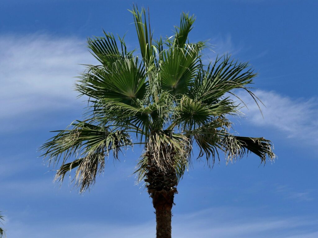 green palm tree under blue sky during daytime
