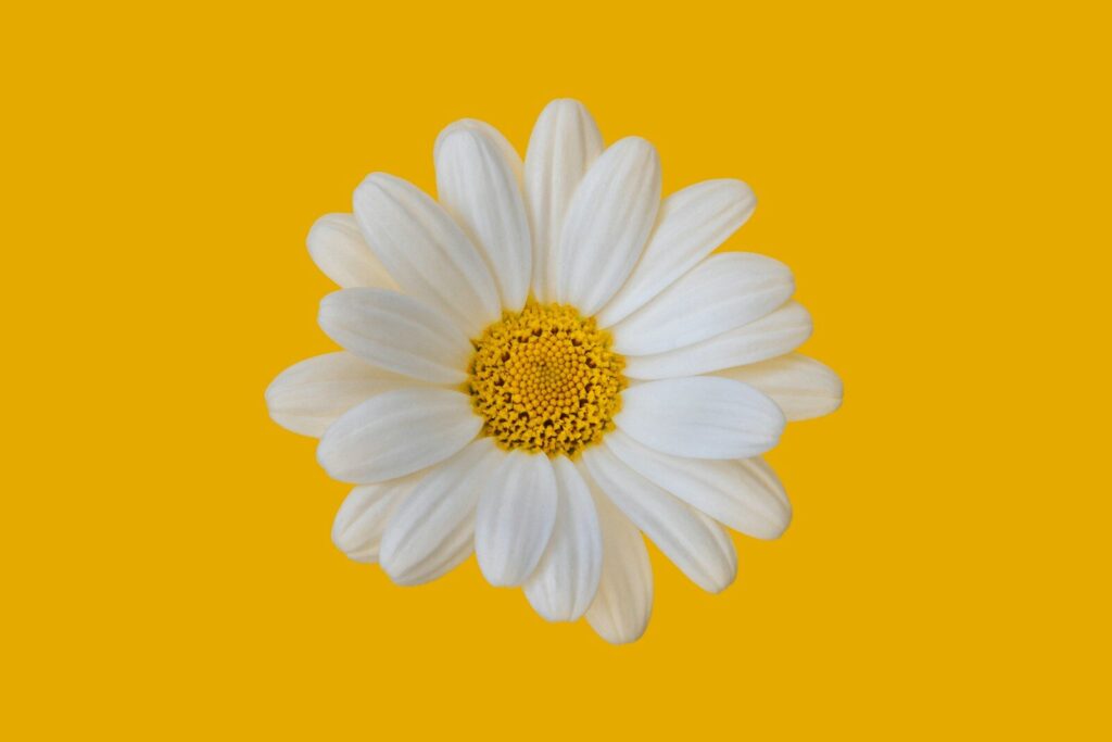 A single white daisy with a yellow center.