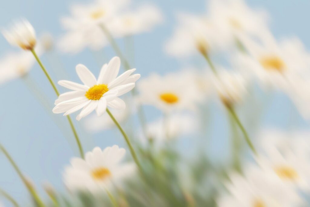 White daisies with yellow centers against blue sky