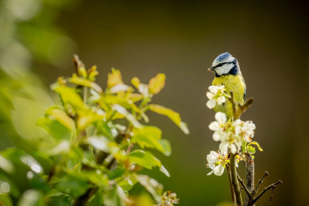 A blue tit perched on a flowering branch