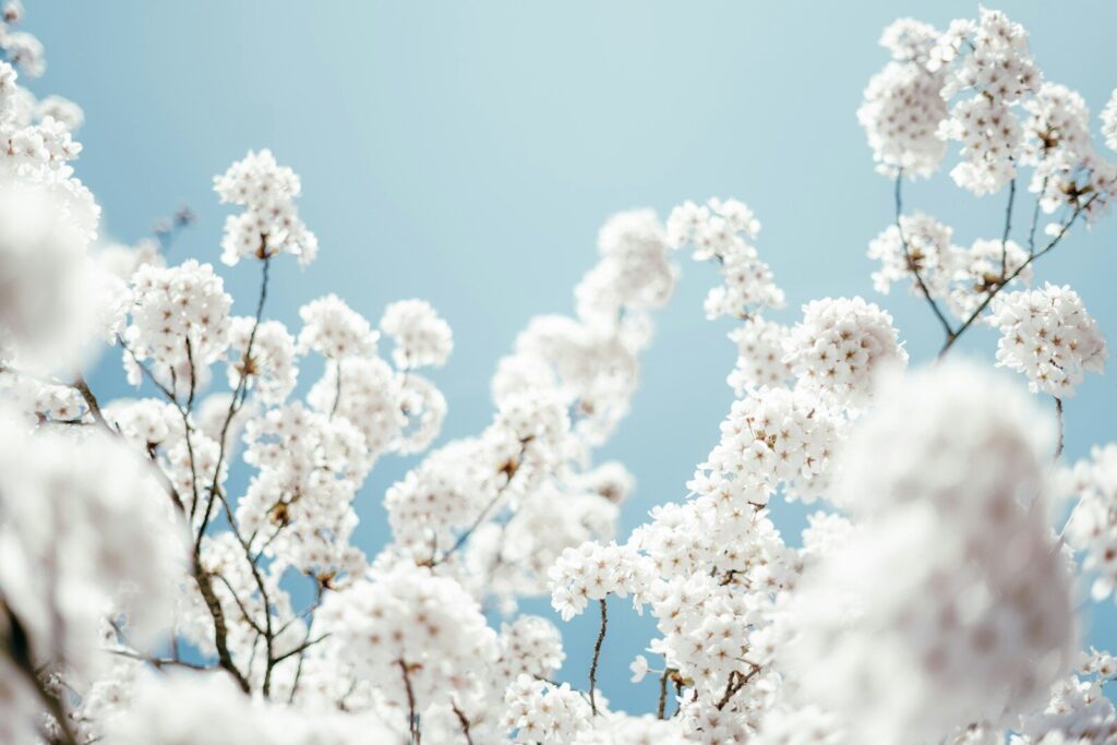 White cherry blossoms against a clear blue sky