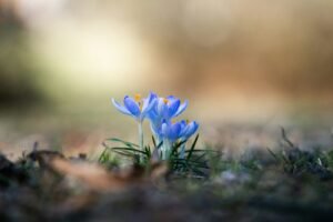 Delicate blue crocuses bloom in soft sunlight.