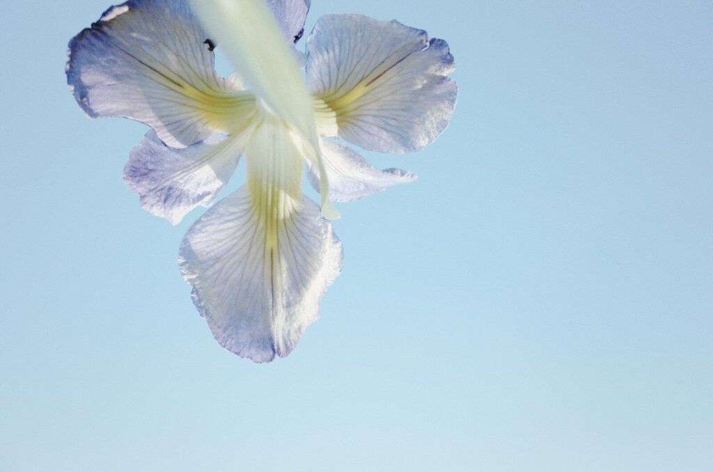 A delicate purple iris flower against a clear blue sky.