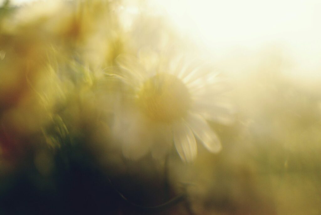 Dreamy, soft focus daisy in warm sunlight.