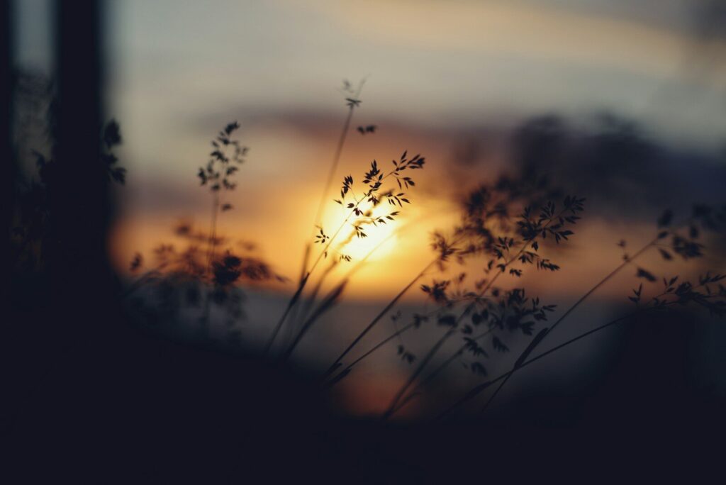 Silhouetted grass against a warm, glowing sunset sky.