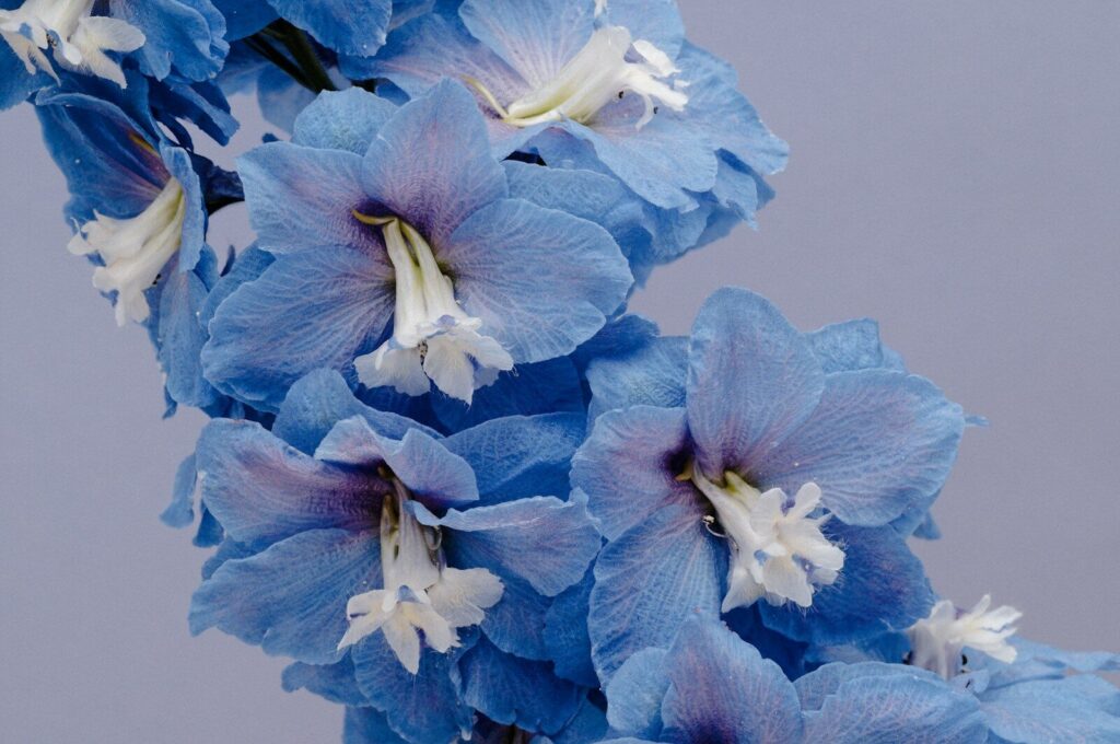 Close-up of vibrant blue delphinium flowers with white centers.