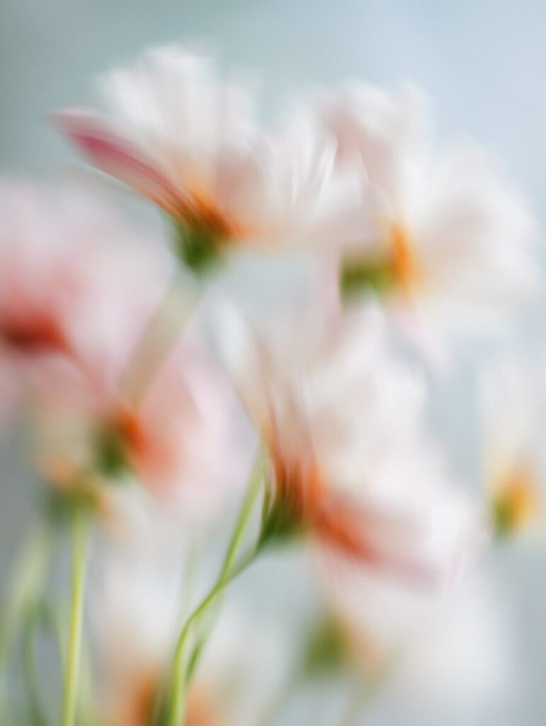 Soft focus bouquet of white and orange flowers