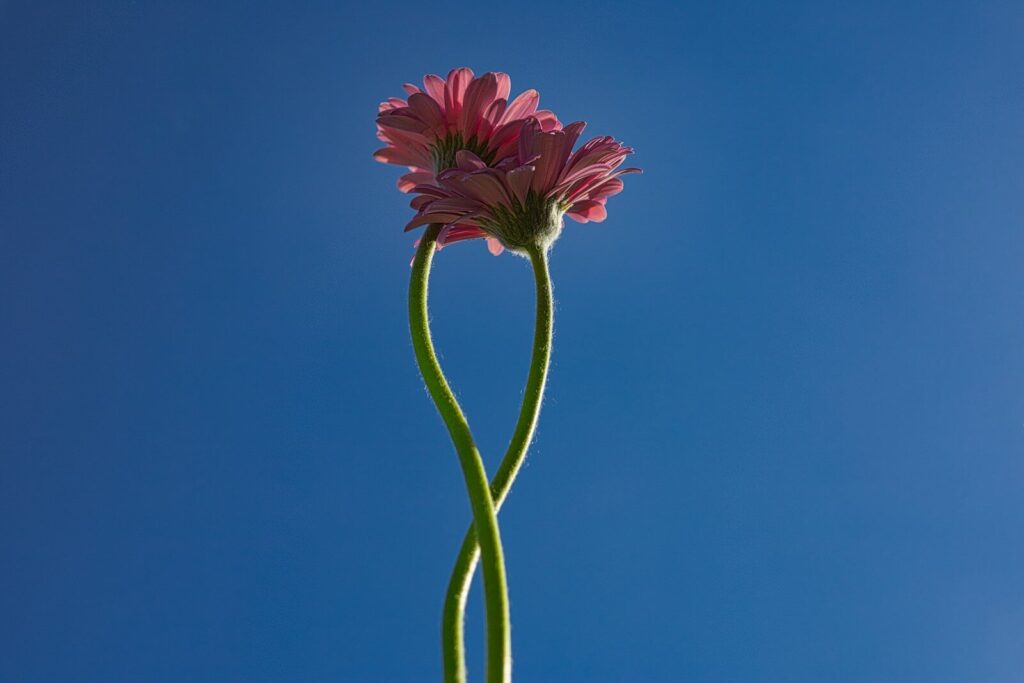 a close-up of a flower