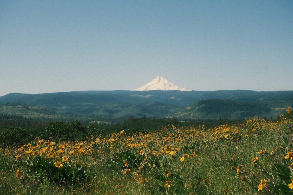 Snow-capped mountain peak visible over a field of yellow wildflowers