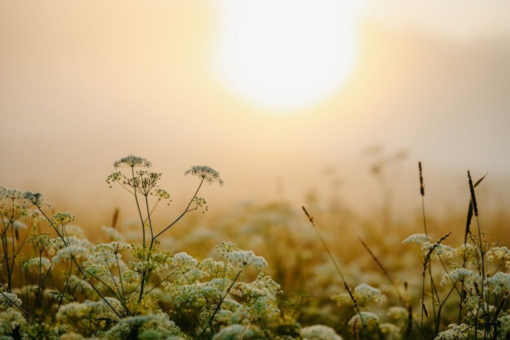 Warm sun rising over a misty field of wildflowers