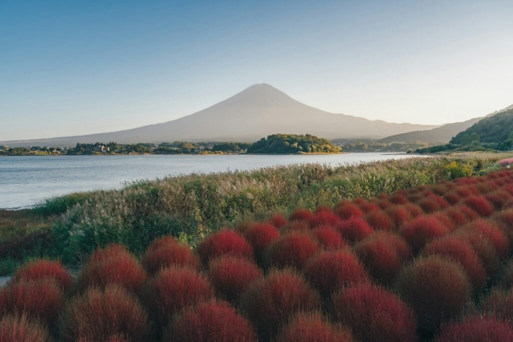 Mount Fuji rising above Lake Kawaguchi with a field of red kochia plants in the foreground